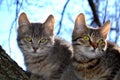 Two kitten in a tree Royalty Free Stock Photo
