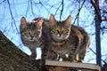 Two kitten in a tree Royalty Free Stock Photo