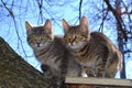 Two kitten in a tree Royalty Free Stock Photo