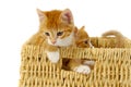 Two kittens Royalty Free Stock Photo
