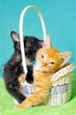 Two kittens Royalty Free Stock Photo