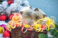 Two kittens in a basket with Christmas decoration Royalty Free Stock Photo