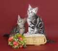 Two kittens with a basket of flowers.