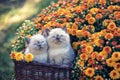 Two kittens in a basket with flowers Royalty Free Stock Photo