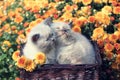 Two kittens in a basket with flowers Royalty Free Stock Photo