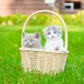 Two kittens in basket on green grass Royalty Free Stock Photo