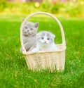 Two kittens in basket on green grass Royalty Free Stock Photo