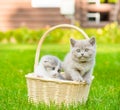 Two kittens in basket on green grass Royalty Free Stock Photo