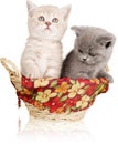 Two kittens in a basket