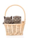 Two kittens in basket looking at camera. isolated on white Royalty Free Stock Photo