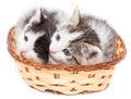 Two kittens in a basket on a white background Royalty Free Stock Photo