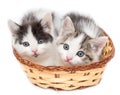 Two kittens in a basket on a white background Royalty Free Stock Photo
