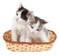 Two kittens in a basket on a white background Royalty Free Stock Photo