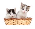 Two kittens in a basket on a white background Royalty Free Stock Photo