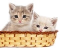 Two kittens in a basket on a white background Royalty Free Stock Photo