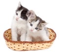 Two kittens in a basket on a white background Royalty Free Stock Photo