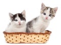 Two kittens in a basket on a white background Royalty Free Stock Photo