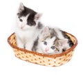 Two kittens in a basket on a white background Royalty Free Stock Photo