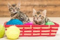 two kittens of bengali breed sit in a wicker basket Royalty Free Stock Photo