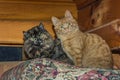 Two kittens,black smoky and ginger, are sitting on a cushion