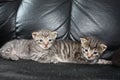 Two kittens brothes Royalty Free Stock Photo