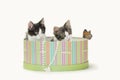 Two kittens with butterfly inside a round green striped hat box.