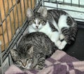 Two kittens in a cage Royalty Free Stock Photo