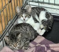 Two kittens in a cage Royalty Free Stock Photo