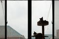 Two kittens on cat tree by window Royalty Free Stock Photo