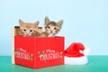 Two kittens in a christmas box Royalty Free Stock Photo