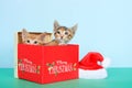 Two kittens in a christmas box Royalty Free Stock Photo