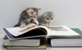 Two kittens are considering a book Royalty Free Stock Photo