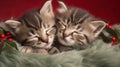 two kittens are cuddled together on a bed of green fur Royalty Free Stock Photo