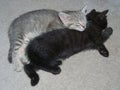 Two kittens (Felis catus) fast asleep Royalty Free Stock Photo