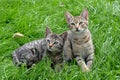 Two kittens on the grass Royalty Free Stock Photo