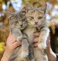 Two kittens in the hands Royalty Free Stock Photo