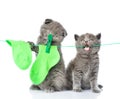 Two kittens hanging socks on the rope for drying. isolated on white