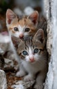 Two kittens hiding behind wall looking at viewer Royalty Free Stock Photo