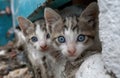 Two kittens hiding behind wall looking at viewer Royalty Free Stock Photo