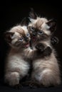 Two kittens are hugging each other and making funny faces Royalty Free Stock Photo