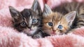 Two kittens laying on a pink blanket with blue eyes, AI Royalty Free Stock Photo