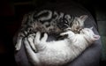 Two kittens lie on the sofa and sleep Royalty Free Stock Photo