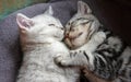 Two kittens lie on the sofa and sleep Royalty Free Stock Photo