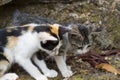 Two kittens look at stick on ground. Homeless kittens play with insect. Playful cat babies. Royalty Free Stock Photo