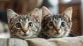 Two kittens are looking at the camera with their eyes wide open, AI Royalty Free Stock Photo