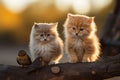 Two kittens looking at two small birds on a tree branch Royalty Free Stock Photo