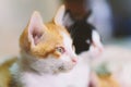 Two kittens are looking something Royalty Free Stock Photo