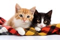 Two kittens lying on plaid and looking at camera. isolated on white background, Two cats lying on plaid isolated on white Royalty Free Stock Photo