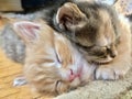 Two Kittens' Nap on the floor