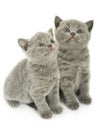 Two kittens over white